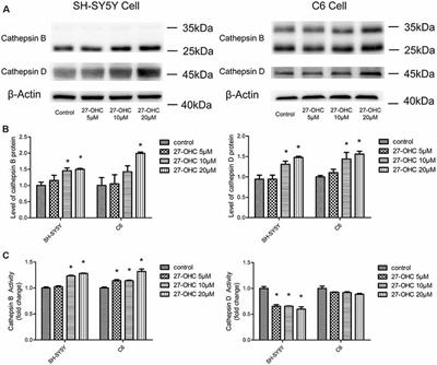 27-Hydroxycholesterol Contributes to Lysosomal Membrane Permeabilization-Mediated Pyroptosis in Co-cultured SH-SY5Y Cells and C6 Cells